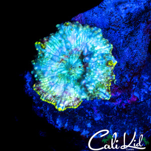 RAINBOW DISCO SHROOM