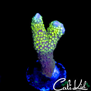 WWC CONTRABAND GRAFTED DIGI