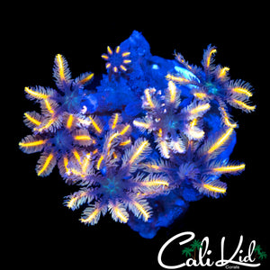 FIREWORKS CLOVES