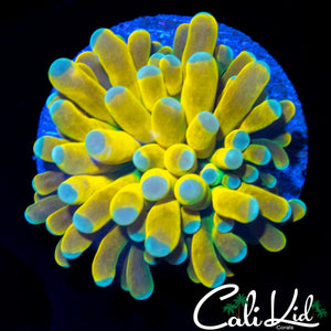 AQUACULTURED BANANA GRAIL TORCH