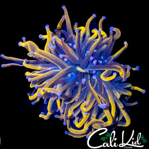 AQUACULTURED TEAL TIP GOLDEN TORCH