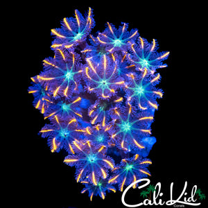 RAINBOW CLOVES CHUNK