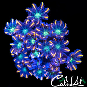 RAINBOW CLOVES CHUNK