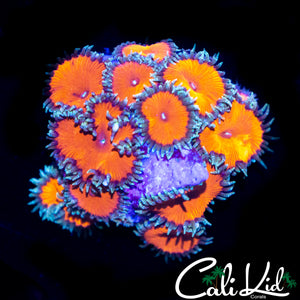 SCARLETT PALY MINI COLONY
