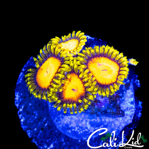CK BLAZIN CAJUN ZOA QUAD