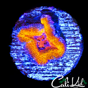 MYSTERY ACAN
