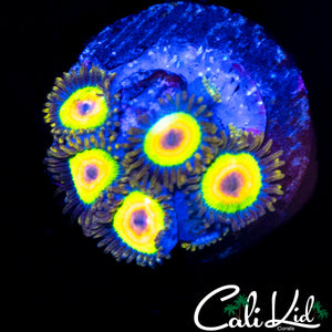 RASTA ZOA MINI COLONY
