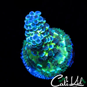 C2C SHELL SHOCK TENIUS