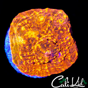 RAINBOW SWIRL CHALICE
