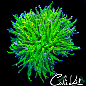 PINK TIP HOLY GRAIL VARIANT TORCH