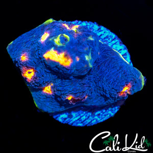 BEAUTIFUL RAINBOW EYE CHALICE