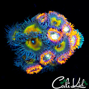 ASSORTED ZOA MINI COLONY