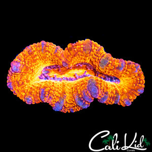 ULTRA STRIPE ACAN LORD
