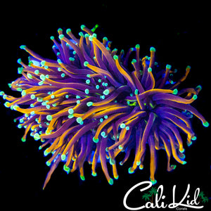 AQUACULTURED TEAL TIP GOLDEN TORCH