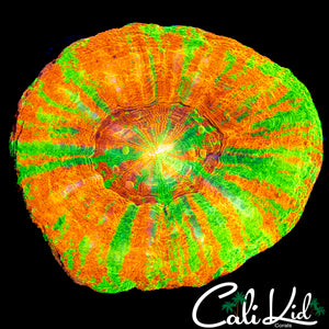 AMAZING PATTERN REVERSE BLEEDING APPLE SCOLY
