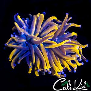 AQUACULTURED TEAL TIP GOLDEN TORCH