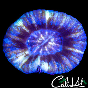 BEAUTIFUL QUAD COLOR SCOLY