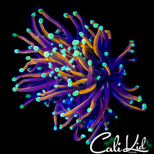 AQUACULTURED TEAL TIP GOLDEN TORCH