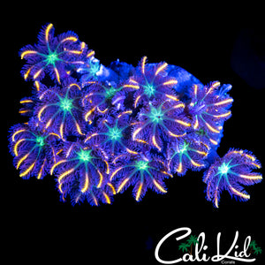 RAINBOW CLOVES CHUNK