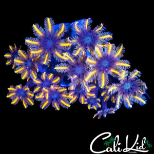 FIREWORKS CLOVES