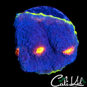 RAINBOW EYE CHALICE
