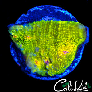 CB 3G MUMMY EYE CHALICE