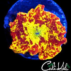 4 COLOR ECLECTUS MUSHROOM