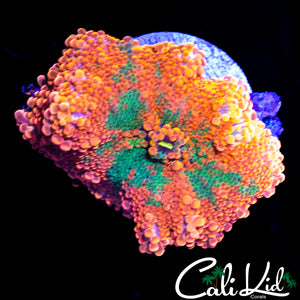XL GREEN SPLATTER BUBBLE YUMA