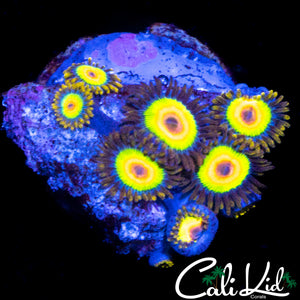 RASTA ZOA MINI COLONY