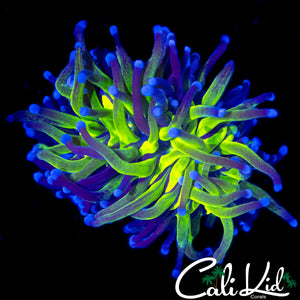 GLITTER GRAIL TYPE TORCH