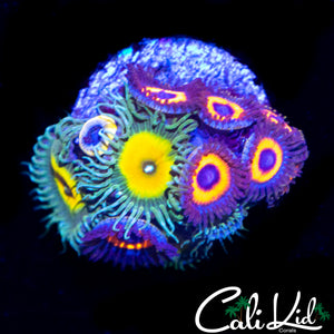 ASSORTED ZOA MINI COLONY