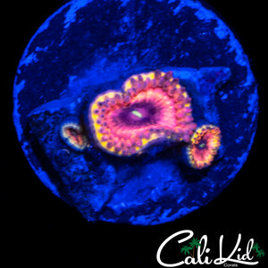 MYSTERY ZOA TRIPLE