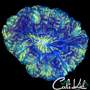 SUPER SWIRL CYNARINA