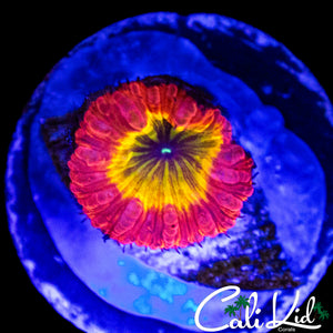 BEN'S PRIVATE COLLECTION RAINBOW BLASTO