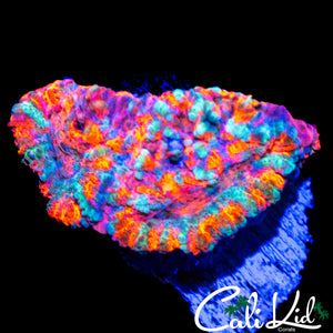 RARE ASIAN ACAN CHUNK