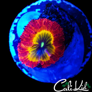 BEN'S PRIVATE COLLECTION RAINBOW BLASTO