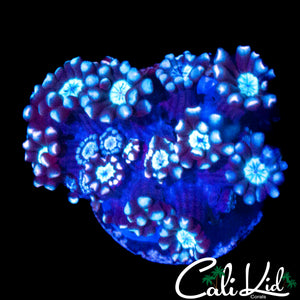 BI COLOR PETAL ALVEOPORA