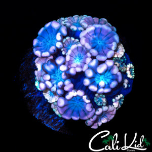 RAINBOW PETAL ALVEOPORA