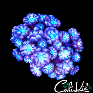 BI COLOR ALVEOPORA