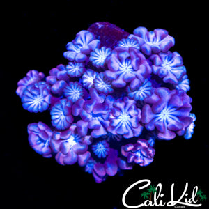 BI COLOR ALVEOPORA