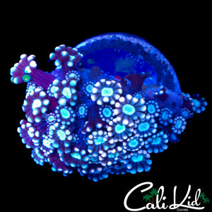 TRI COLOR ALVEOPORA