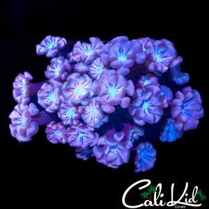 BI COLOR ALVEOPORA