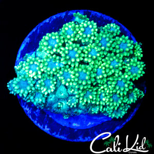 TEAL PETAL GONI
