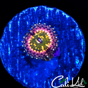 CK MONSTER'S INC ZOA