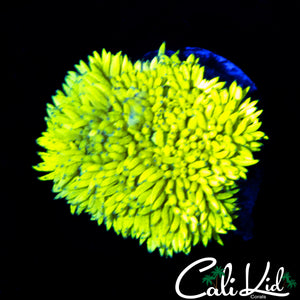 BRIGHTEST GONI EVER