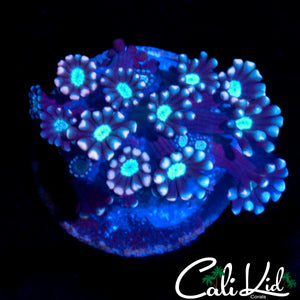 TRI COLOR ALVEOPORA