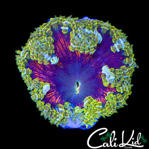 PURPLE ABYSS ROCK NEM