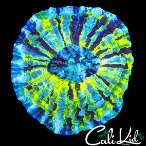 BEAUTIFUL PIN WHEEL ACANTHO