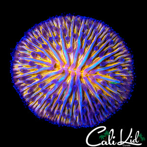 ULTIMATE RAINBOW FUNGIA