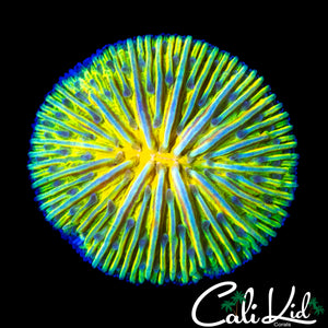 YELLOW MOUTH FUNGIA